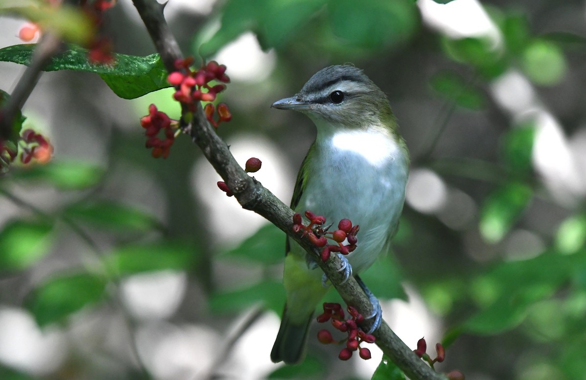 Red-eyed Vireo - ML641265422