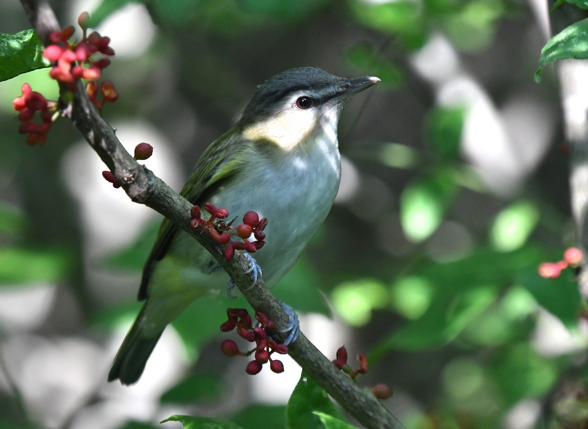Red-eyed Vireo - ML641265425