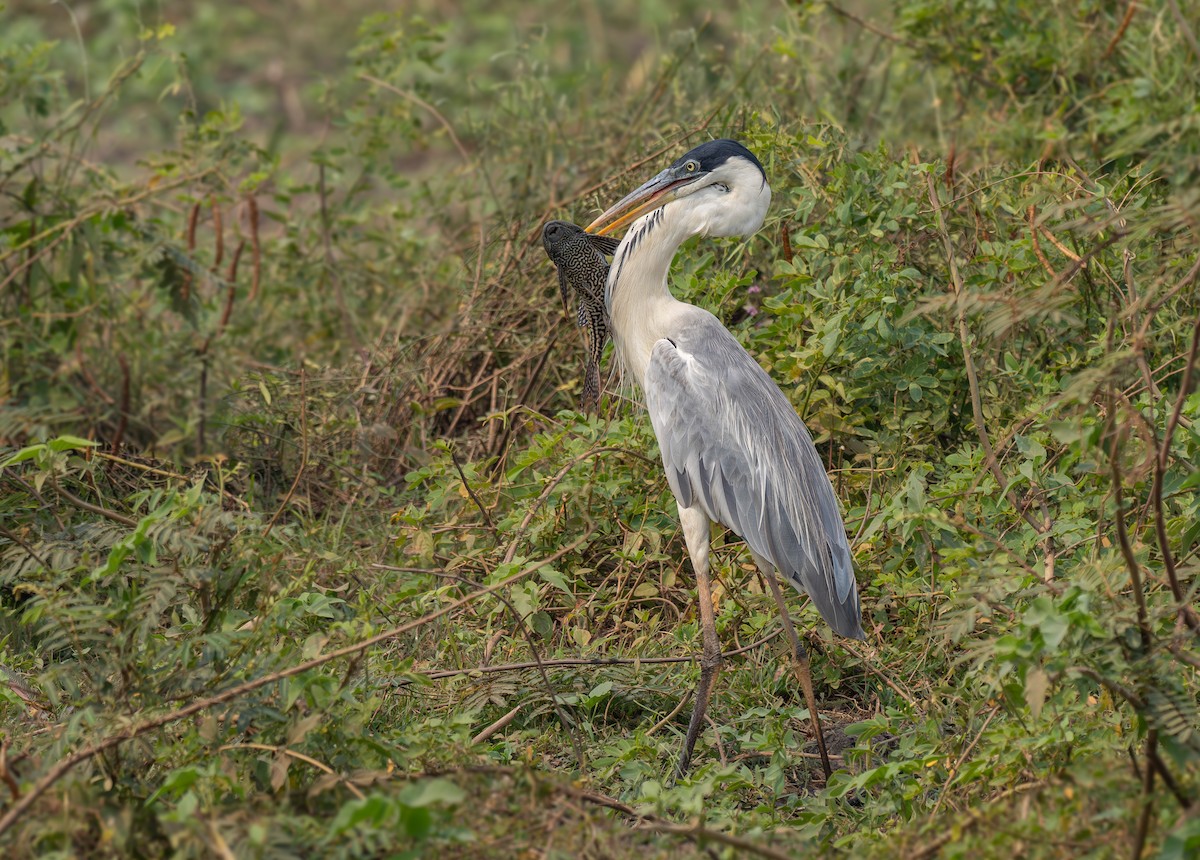 Cocoi Heron - ML641265431