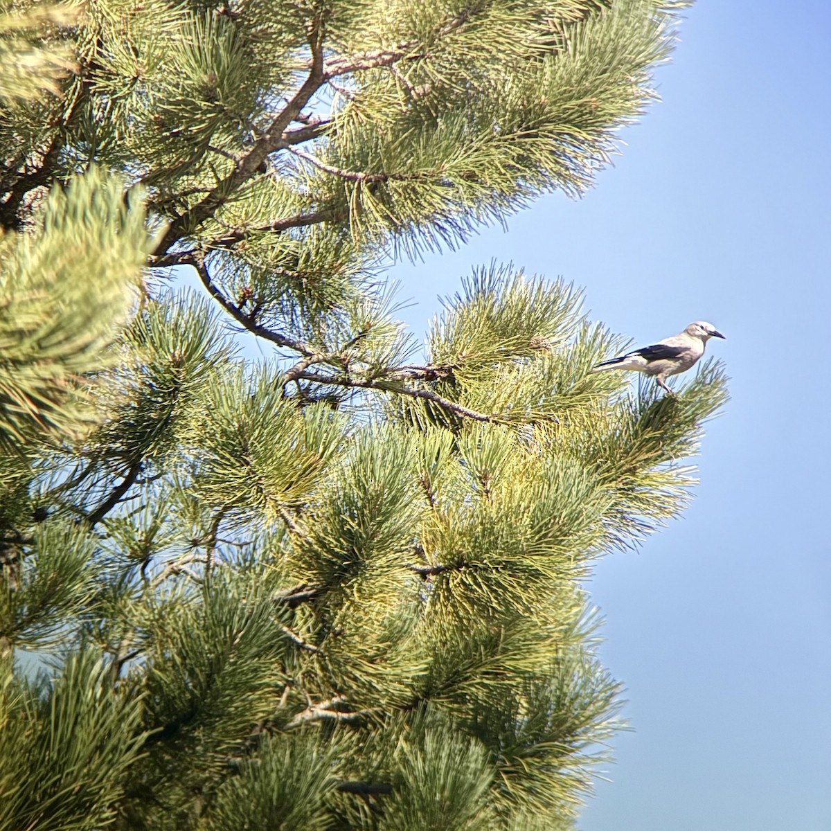 Clark's Nutcracker - ML641265441
