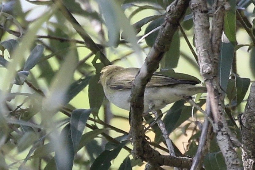 Wood Warbler - ML641265483