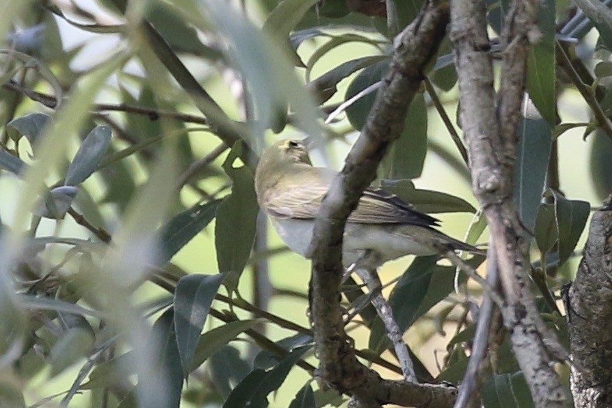 Wood Warbler - ML641265484