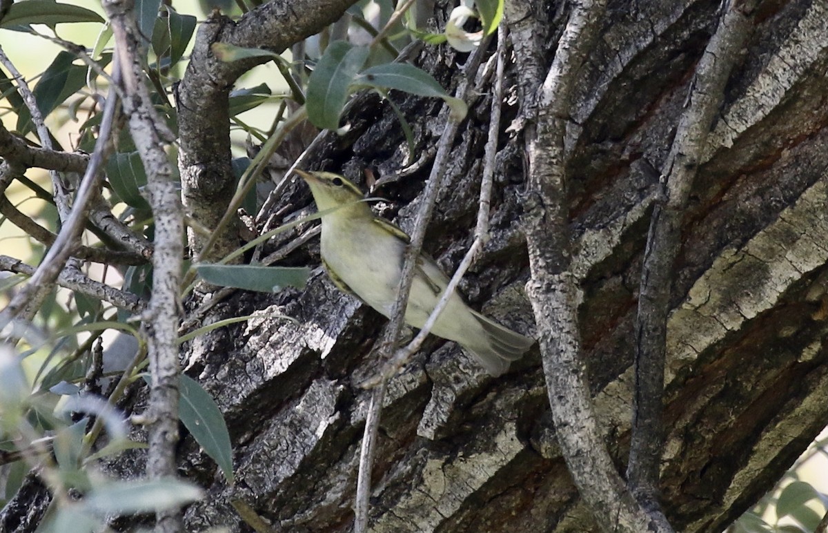 Wood Warbler - ML641265485
