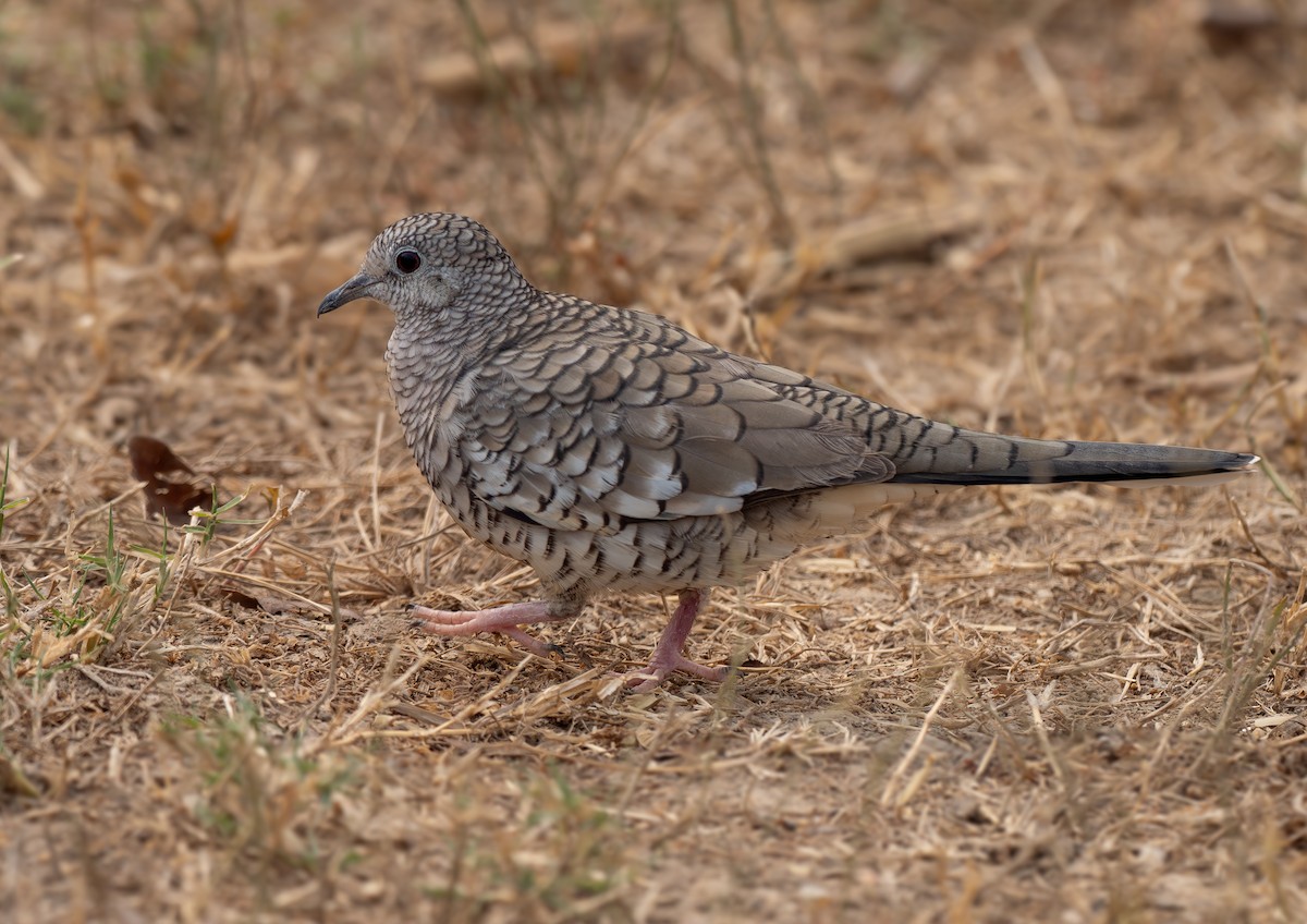 Scaled Dove - ML641265514