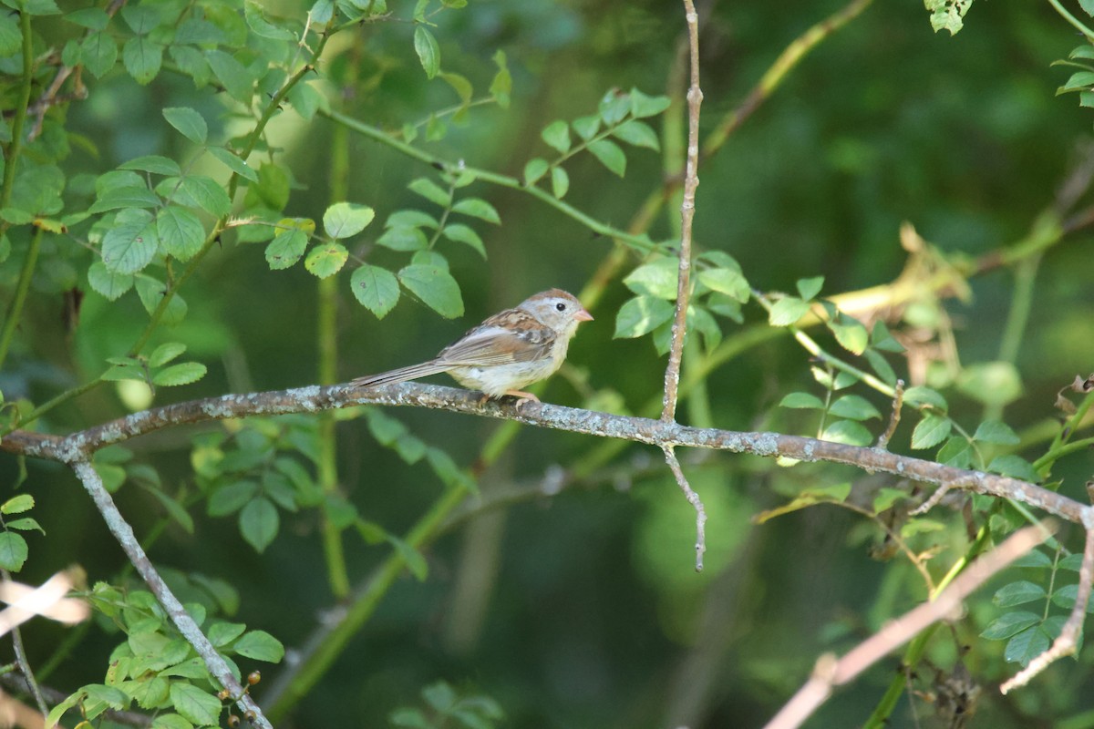 Field Sparrow - ML641265530