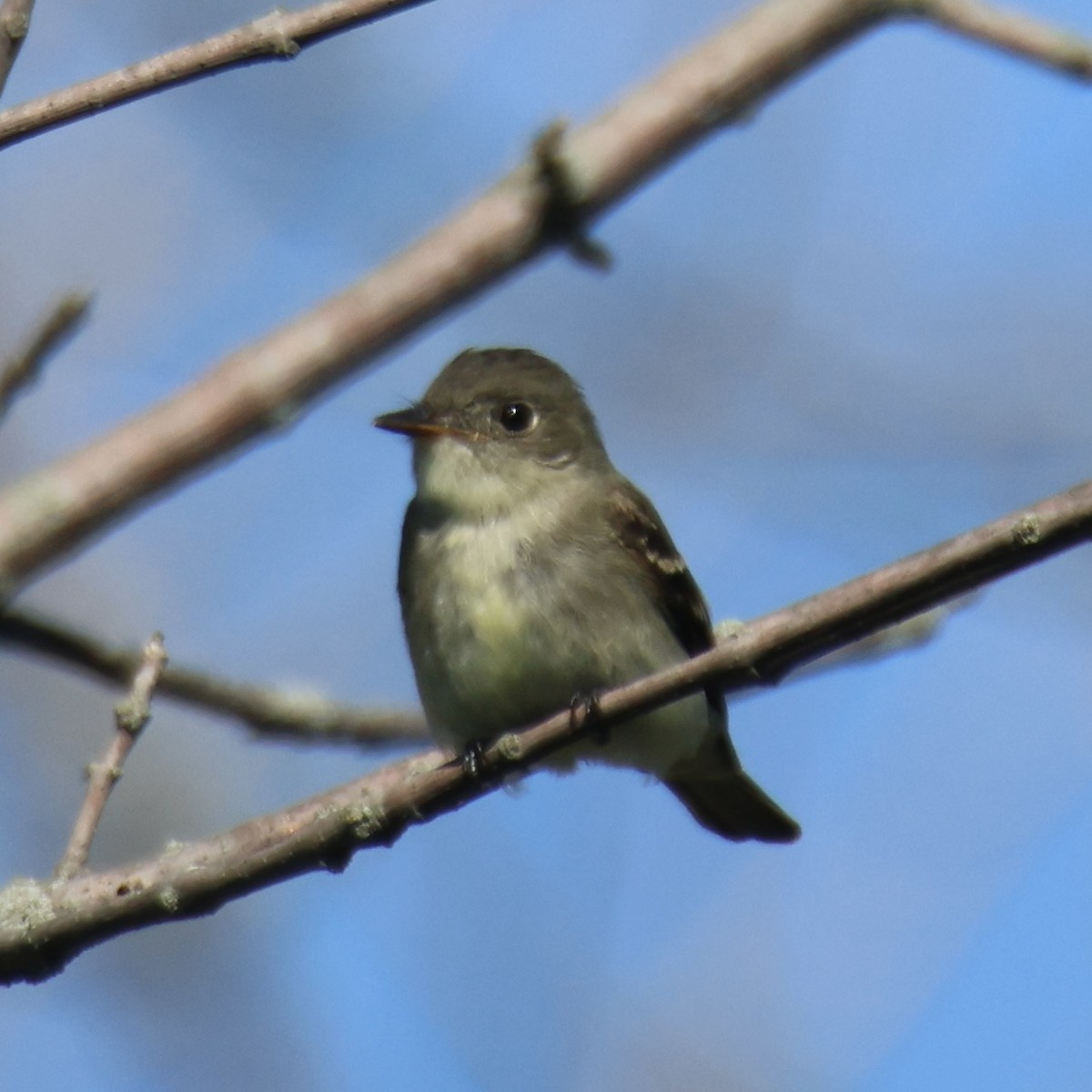 Eastern Wood-Pewee - ML641265552
