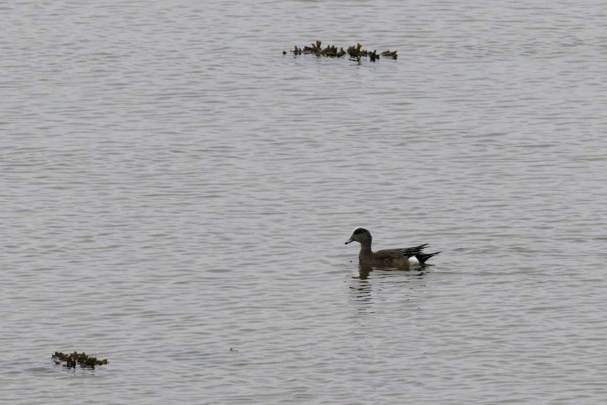 Canard d'Amérique - ML641265600