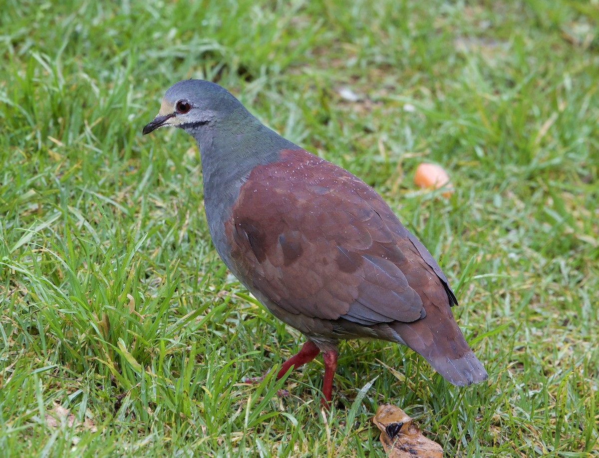 Buff-fronted Quail-Dove - ML641265615