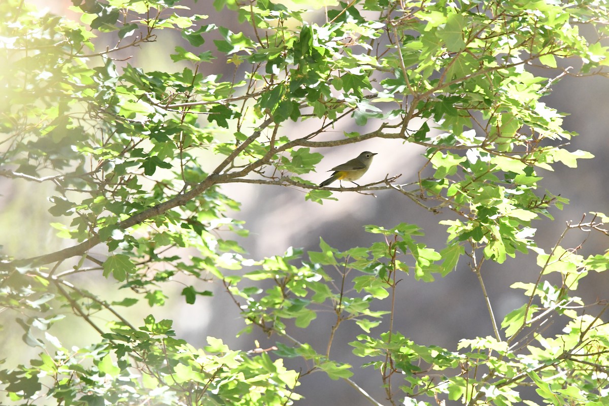 Colima Warbler - ML641265646