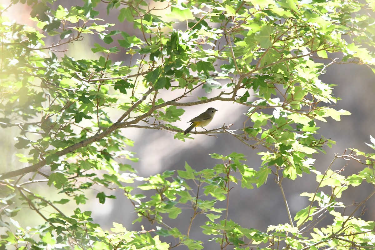 Colima Warbler - ML641265650