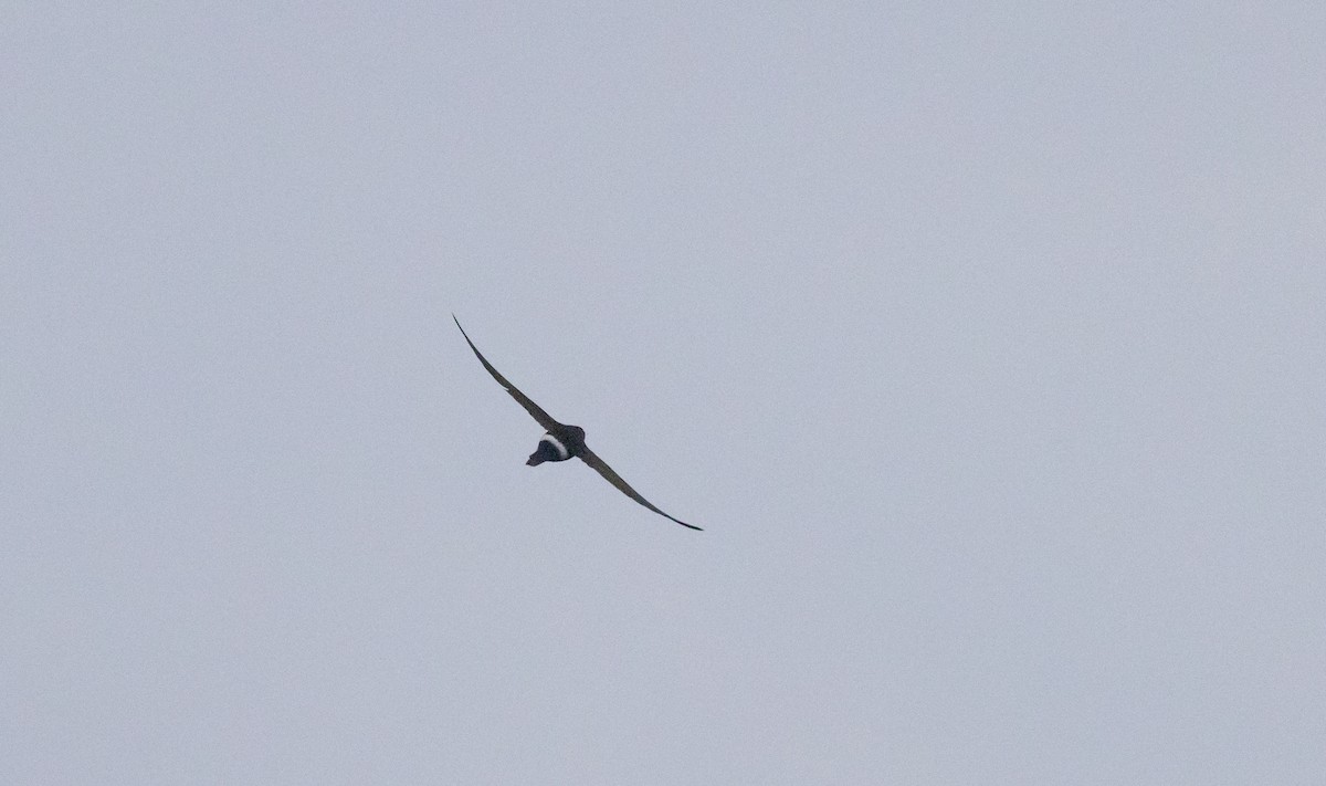Blyth's Swift - ML641265654