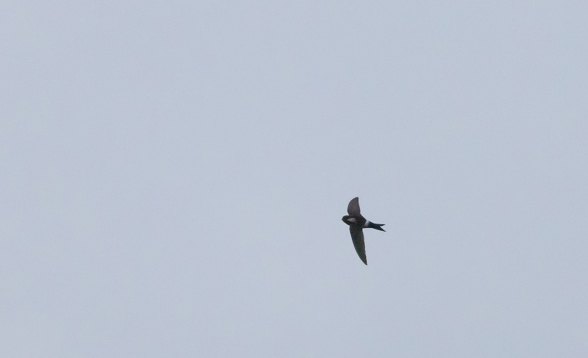 Blyth's Swift - ML641265658