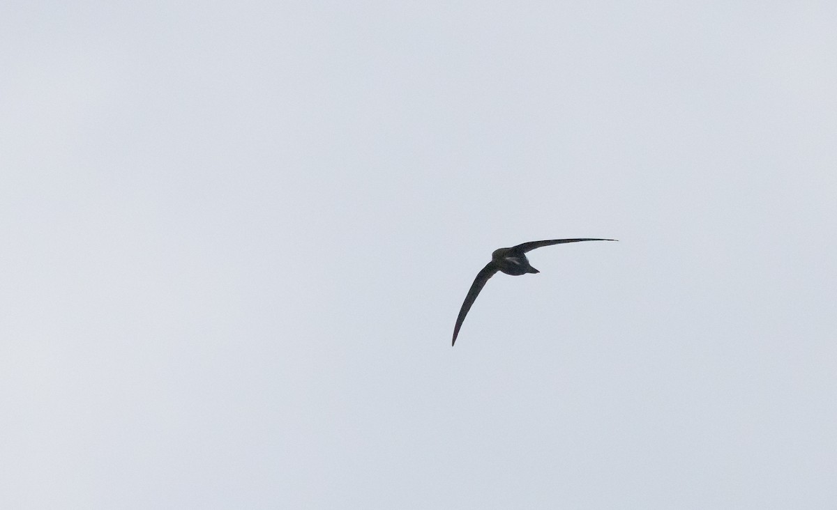 Blyth's Swift - ML641265659