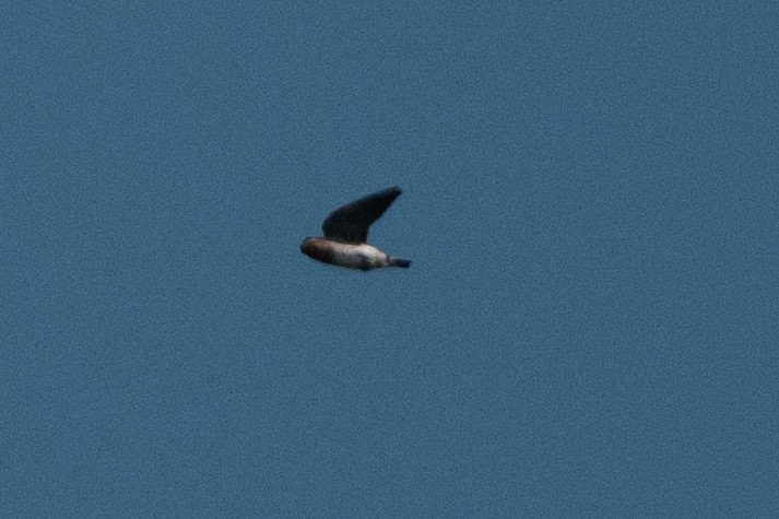 Cave Swallow - ML641265678