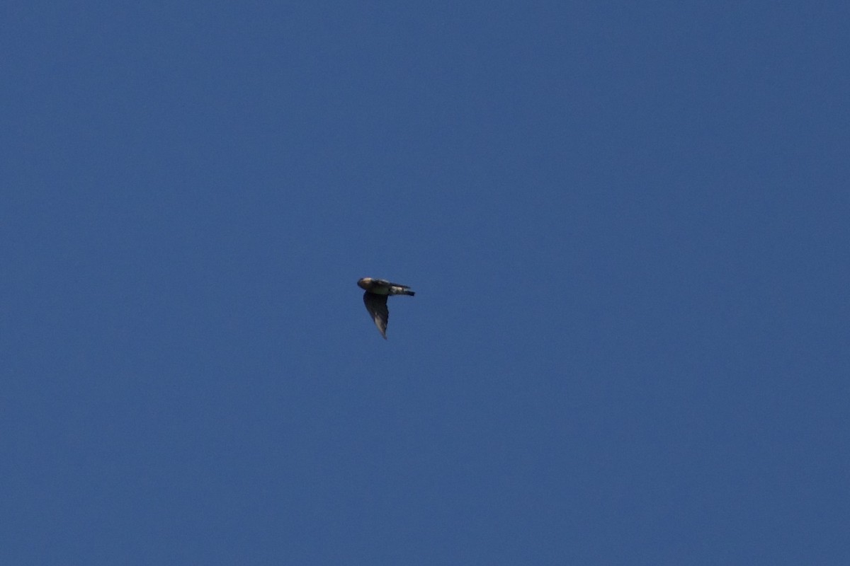Cave Swallow - ML641265679