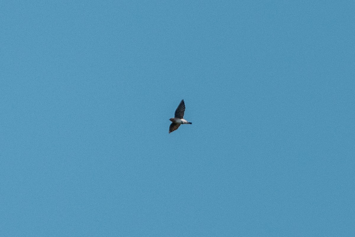 Cave Swallow - ML641265681