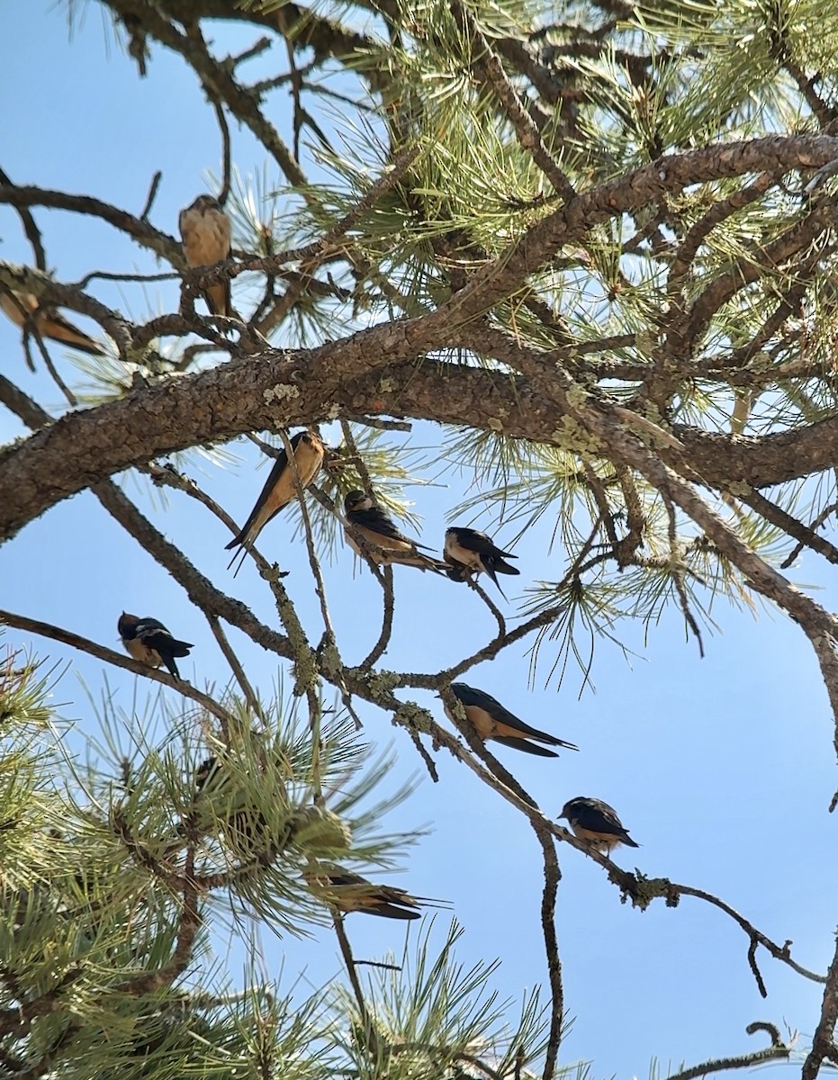 Barn Swallow - ML641265689