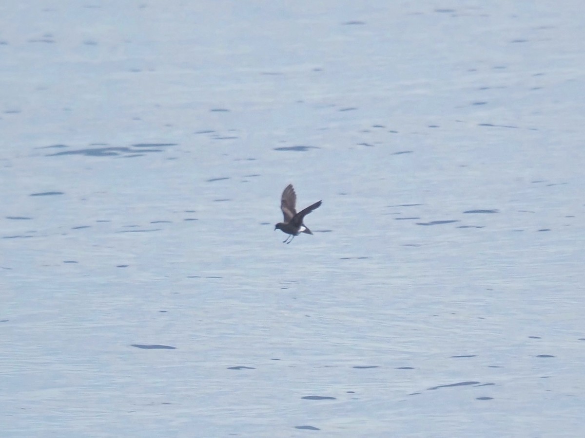 Townsend's Storm-Petrel - ML641265703