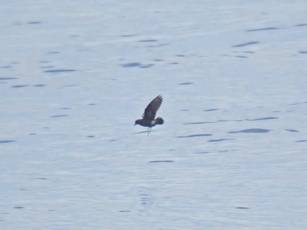 Townsend's Storm-Petrel - ML641265704