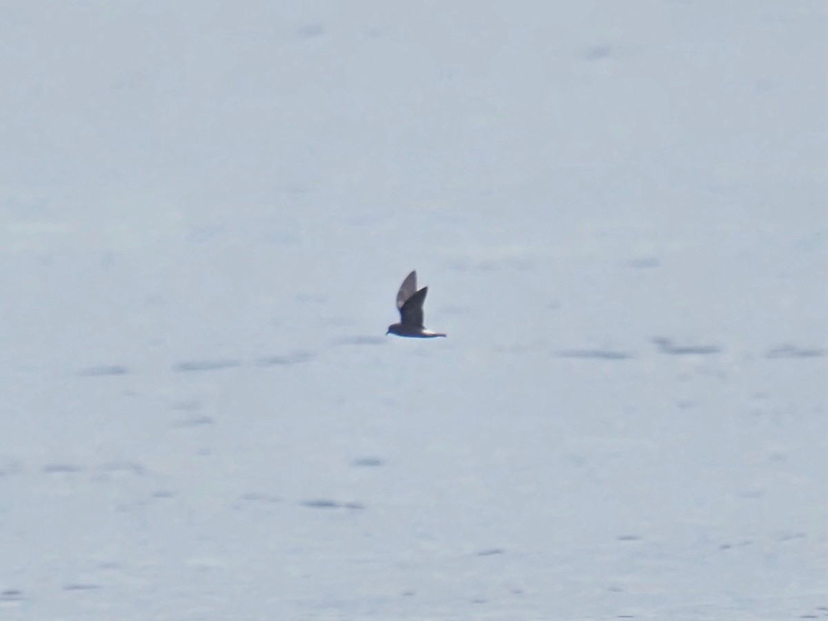 Townsend's Storm-Petrel - ML641265705