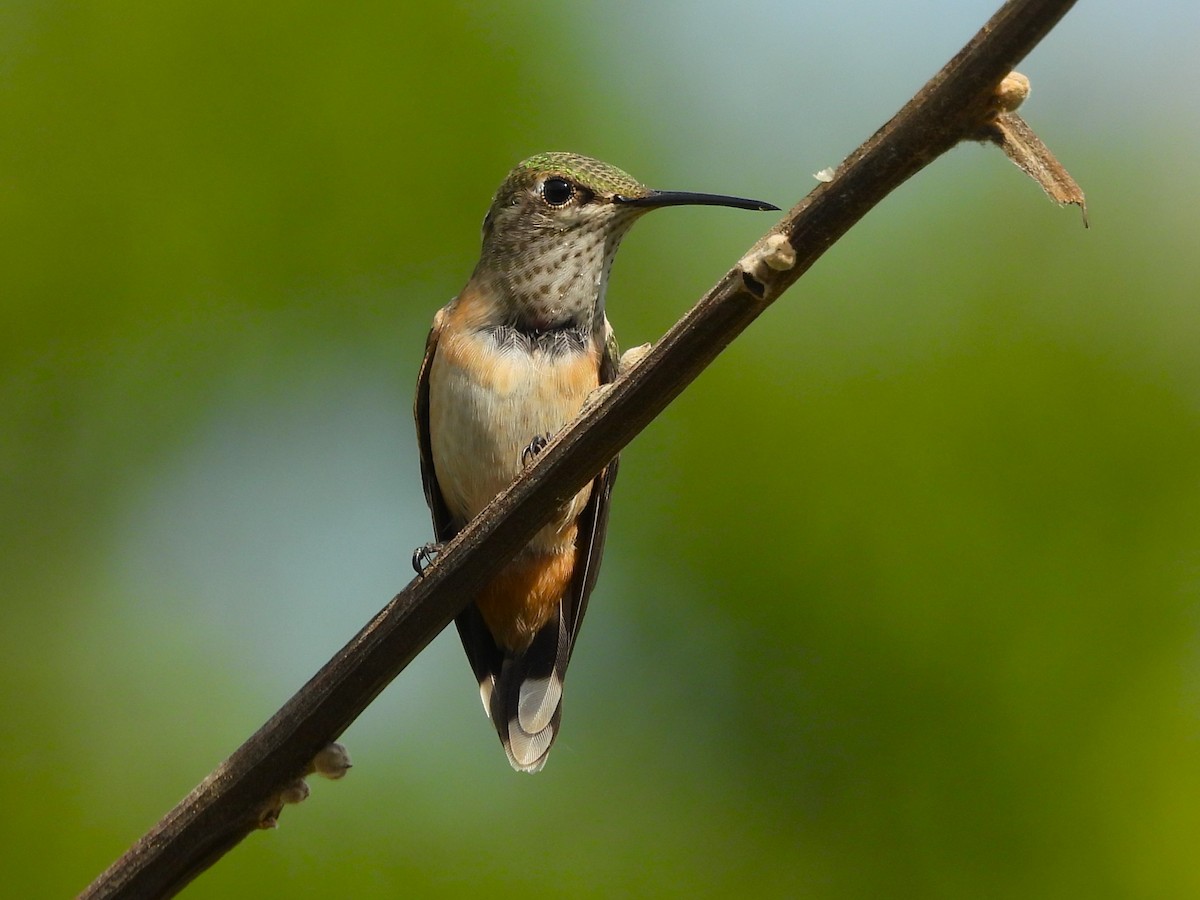 hummingbird sp. - ML641265729