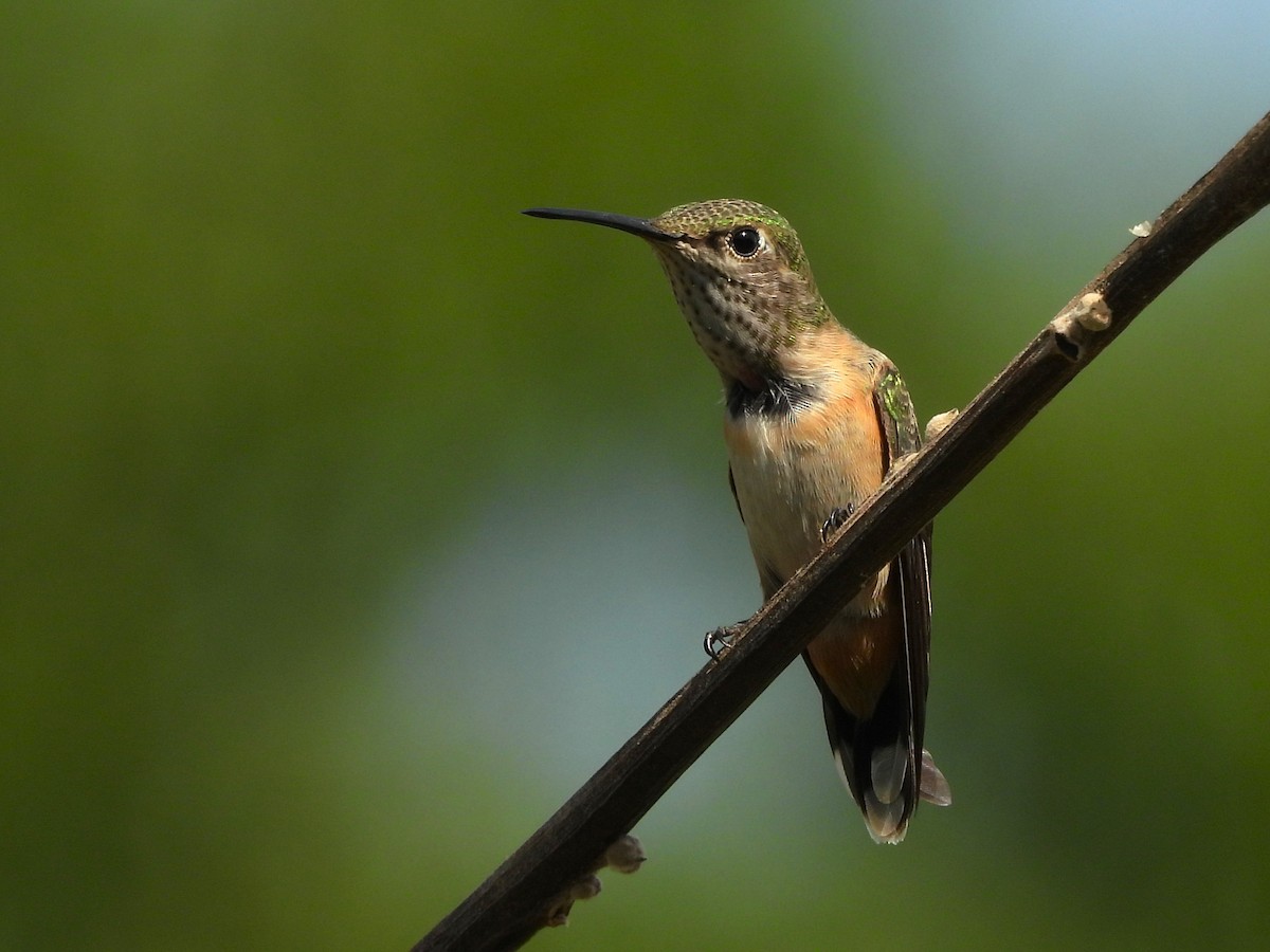 hummingbird sp. - ML641265730