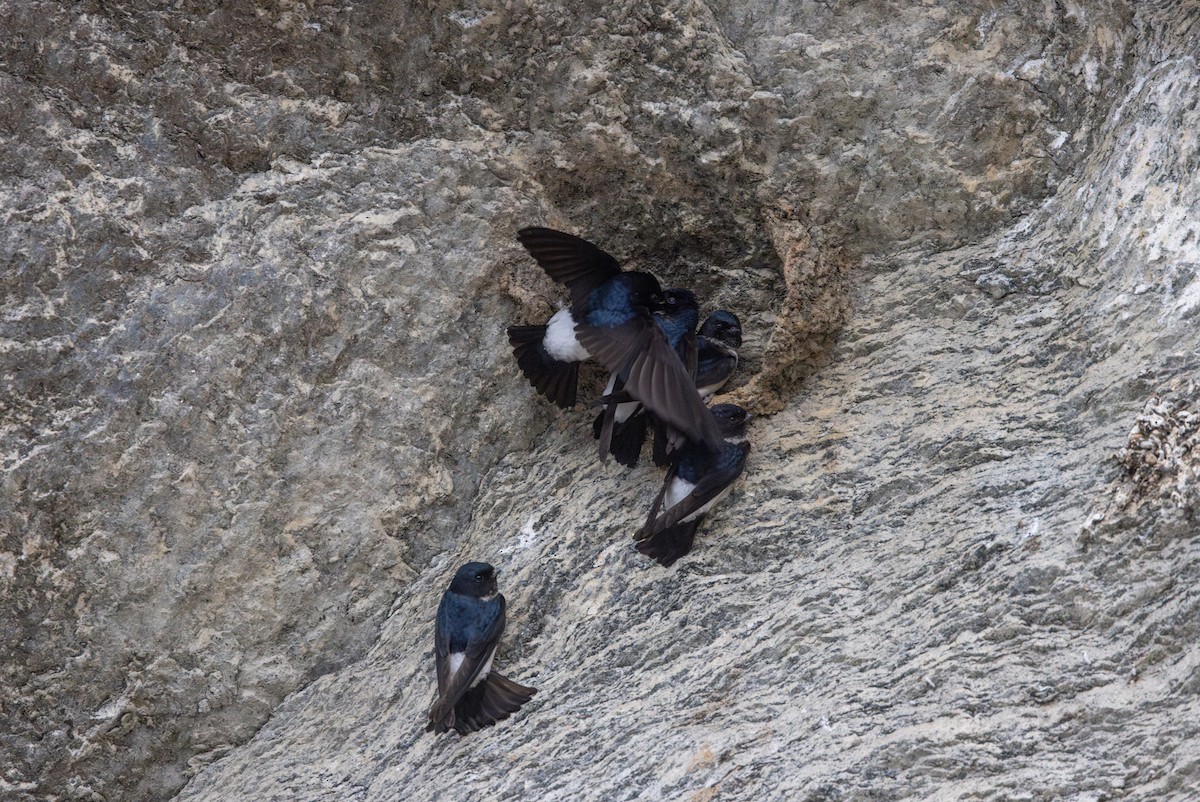 Nepal House-Martin - ML641265738