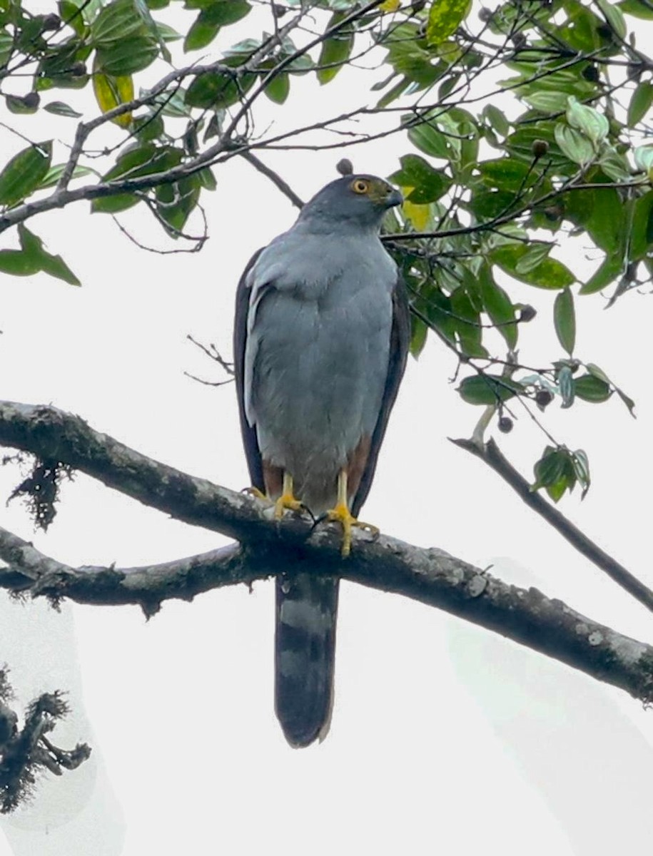 Bicolored Hawk - ML641265752