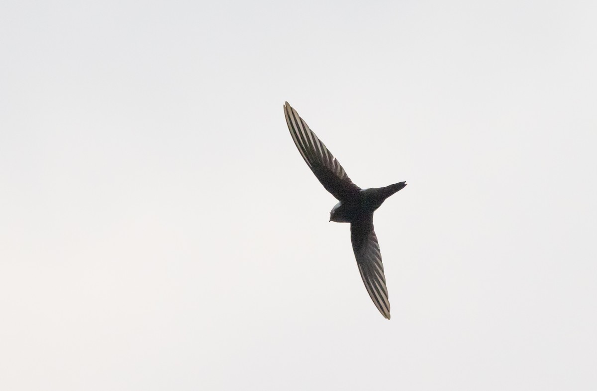 Blyth's Swift - ML641265769
