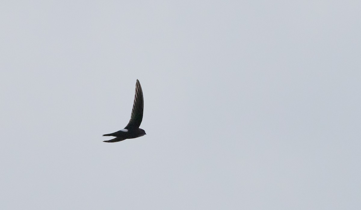 Blyth's Swift - ML641265772