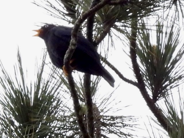 Pale-eyed Thrush - ML641265773