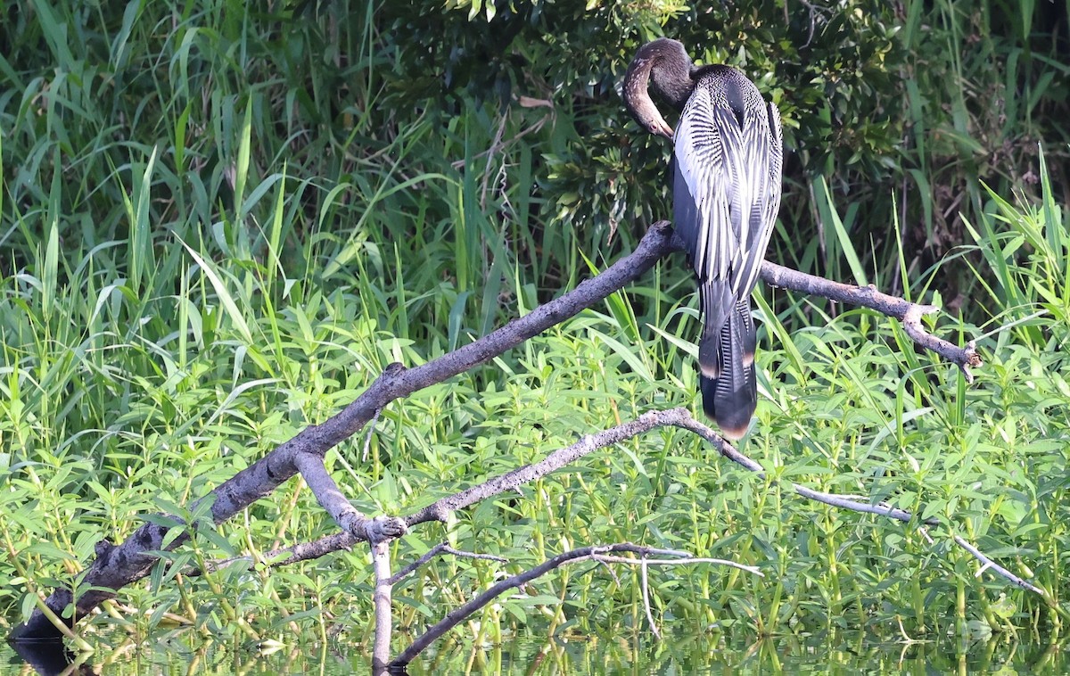 Anhinga Americana - ML641265781