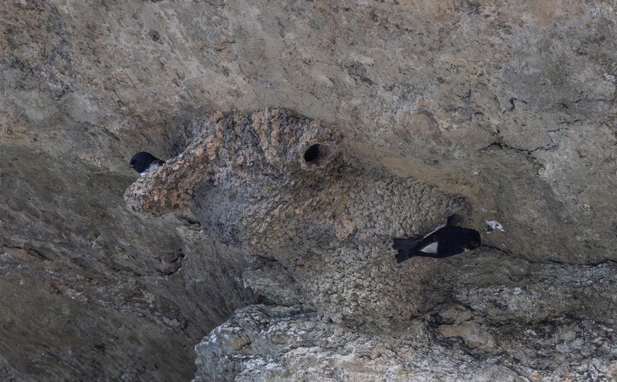 Nepal House-Martin - ML641265782