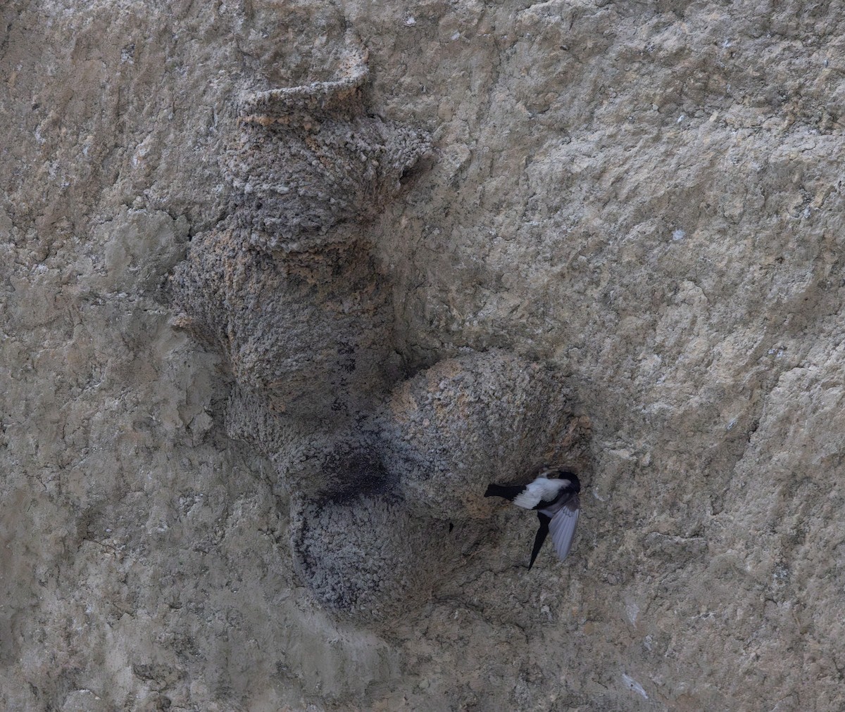 Nepal House-Martin - ML641265783