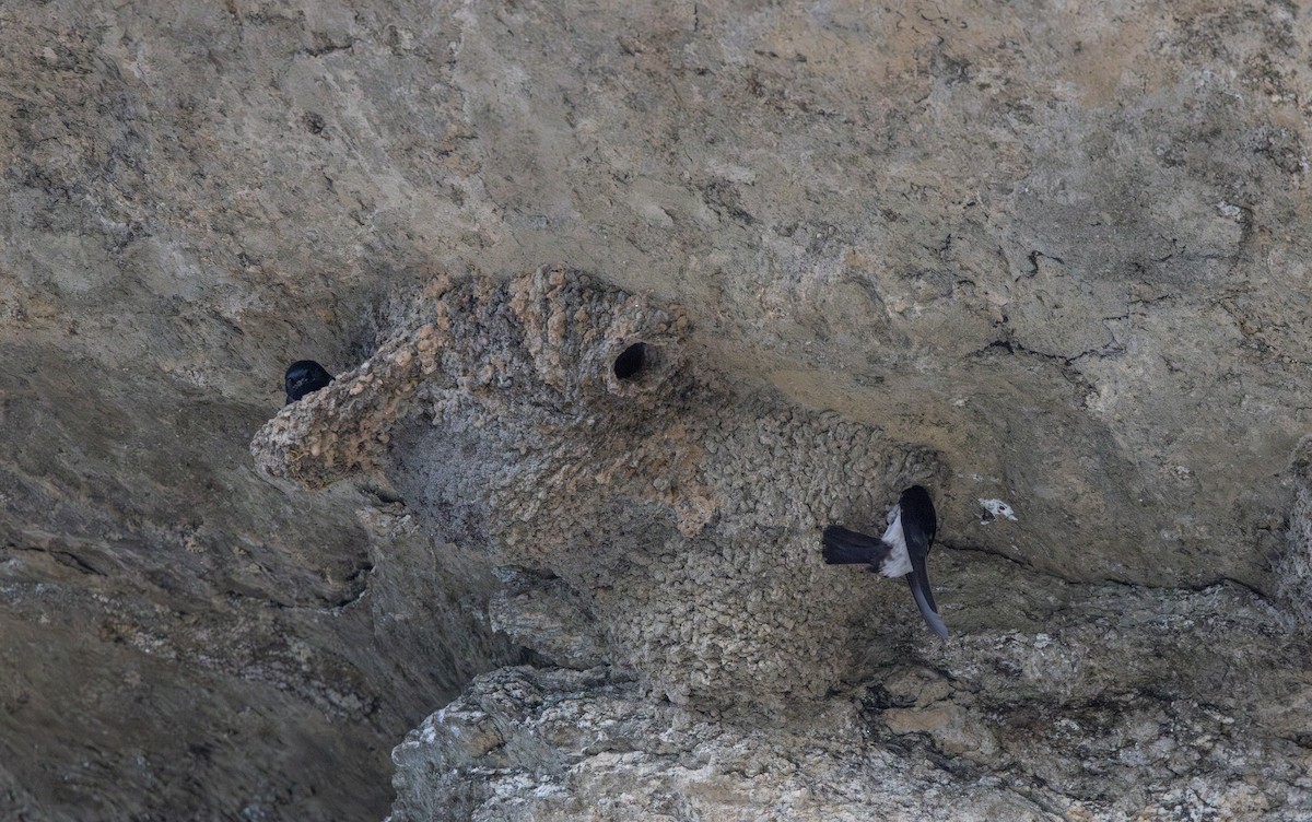 Nepal House-Martin - ML641265784