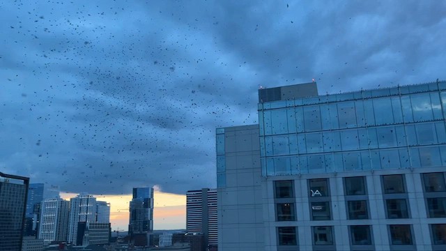 Purple Martin - ML641265802