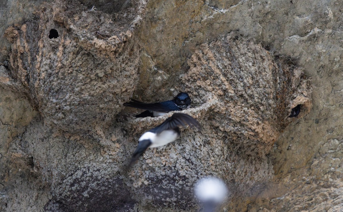 Nepal House-Martin - ML641265803