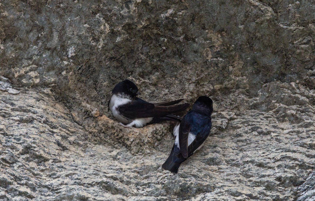 Nepal House-Martin - ML641265804