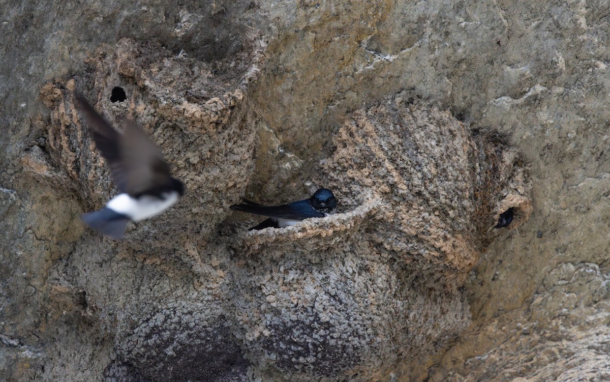 Nepal House-Martin - ML641265806