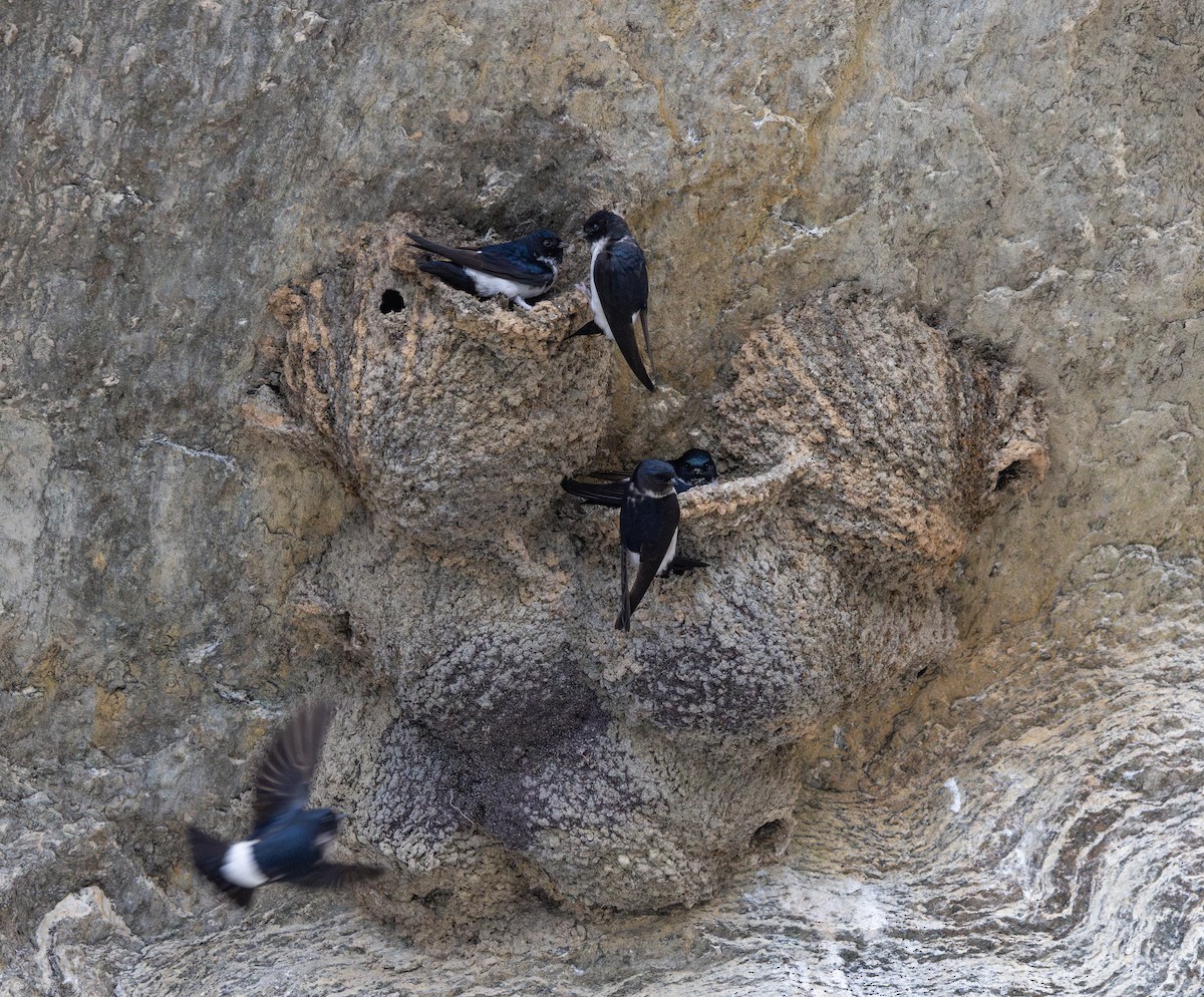 Nepal House-Martin - ML641265807