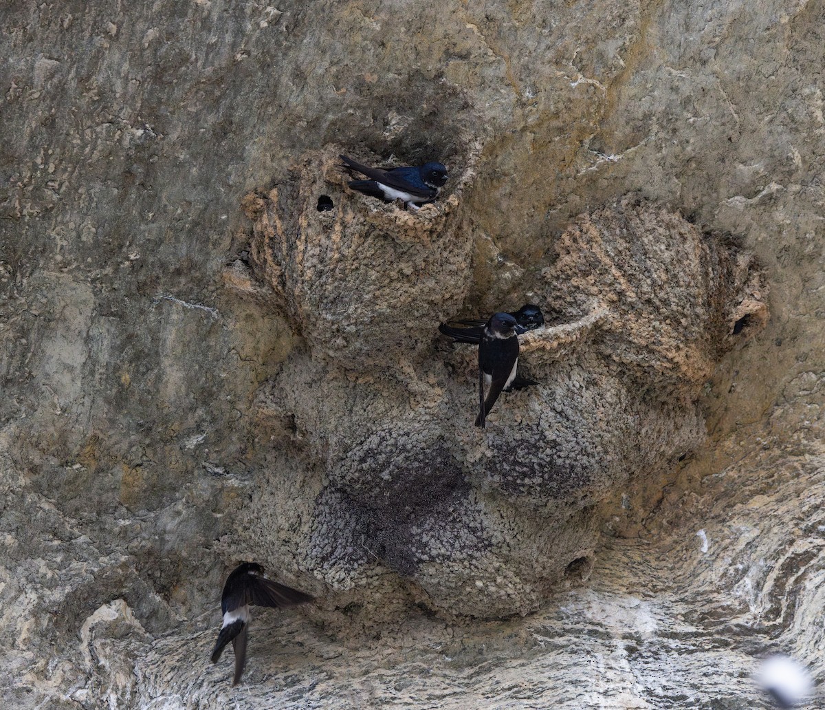 Nepal House-Martin - ML641265808