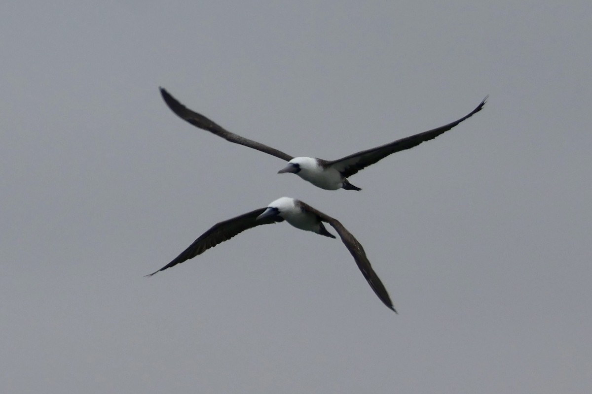Peruvian Booby - ML641265816