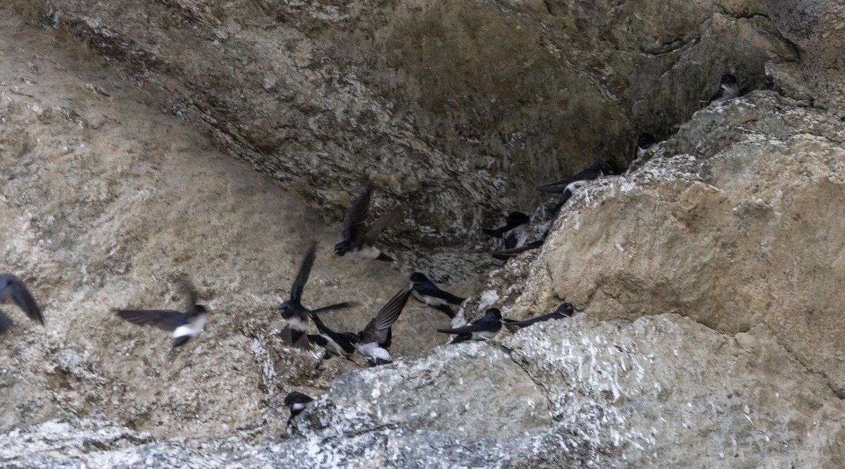 Nepal House-Martin - ML641265841