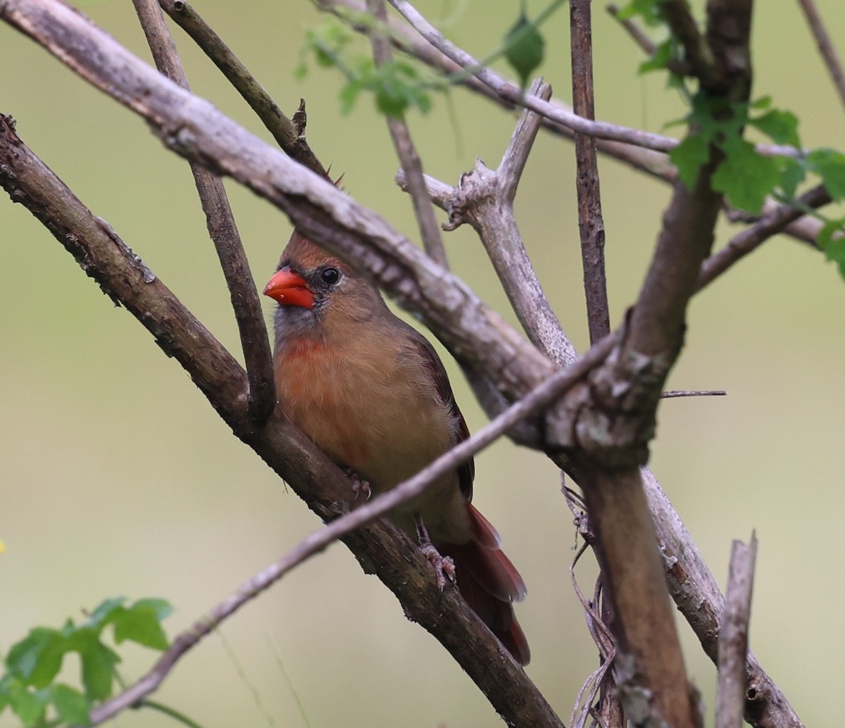 Cardenal Norteño - ML641265852