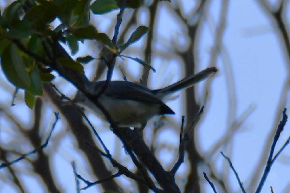 Blue-gray Gnatcatcher - ML641265899
