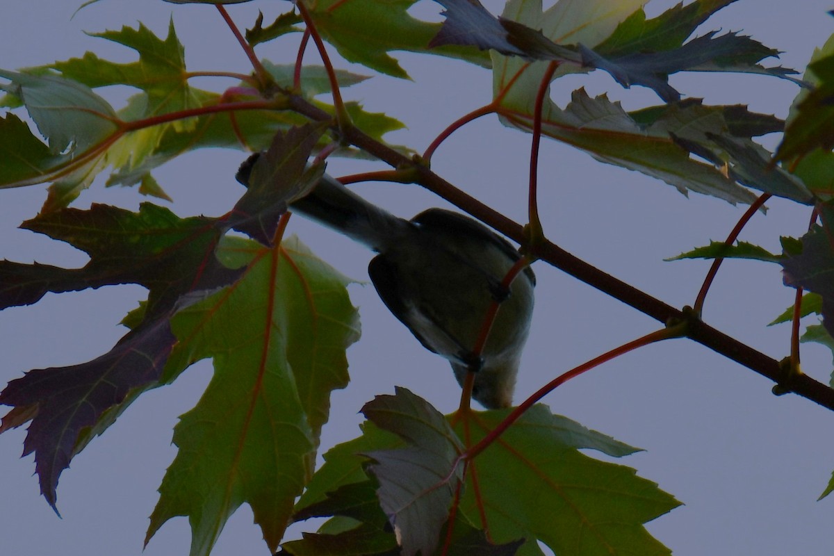 Blue-gray Gnatcatcher - ML641265900
