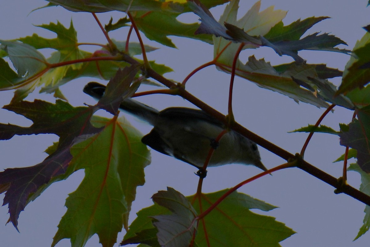 Blue-gray Gnatcatcher - ML641265902