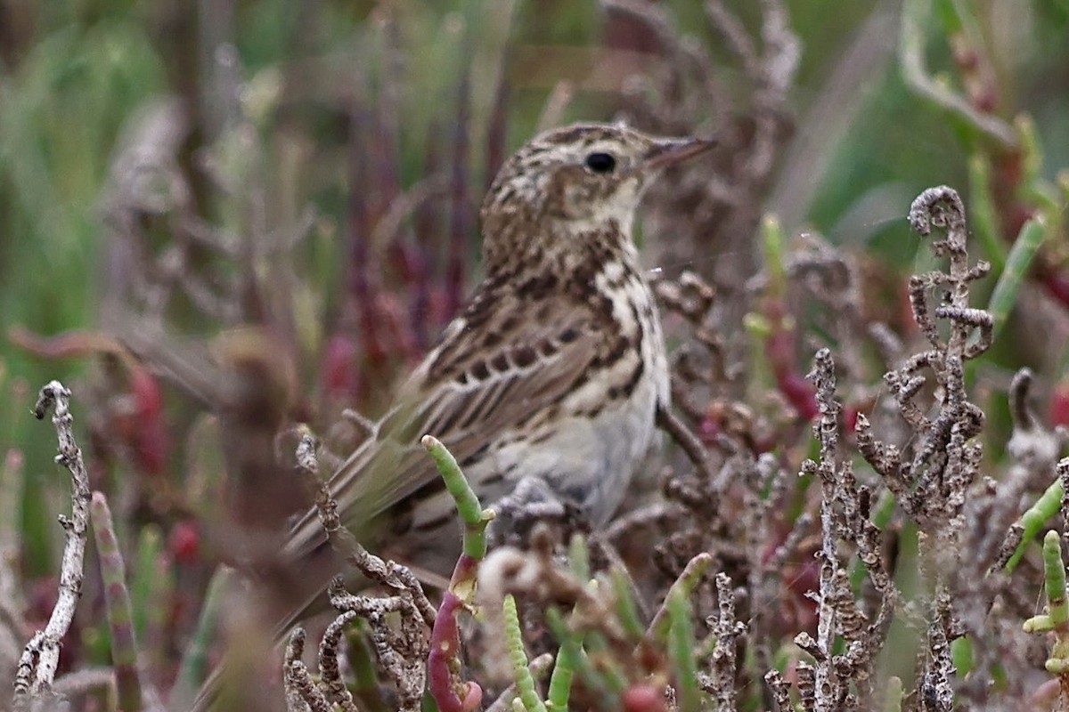 Peruvian Pipit - ML641265915