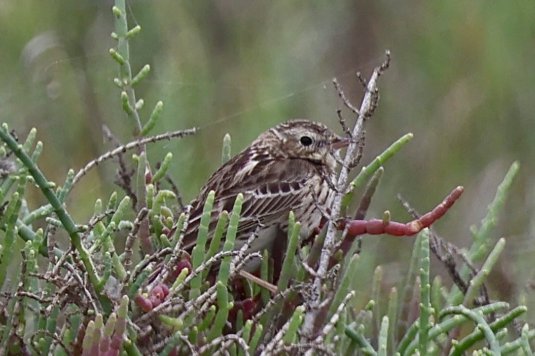 Peruvian Pipit - ML641265916