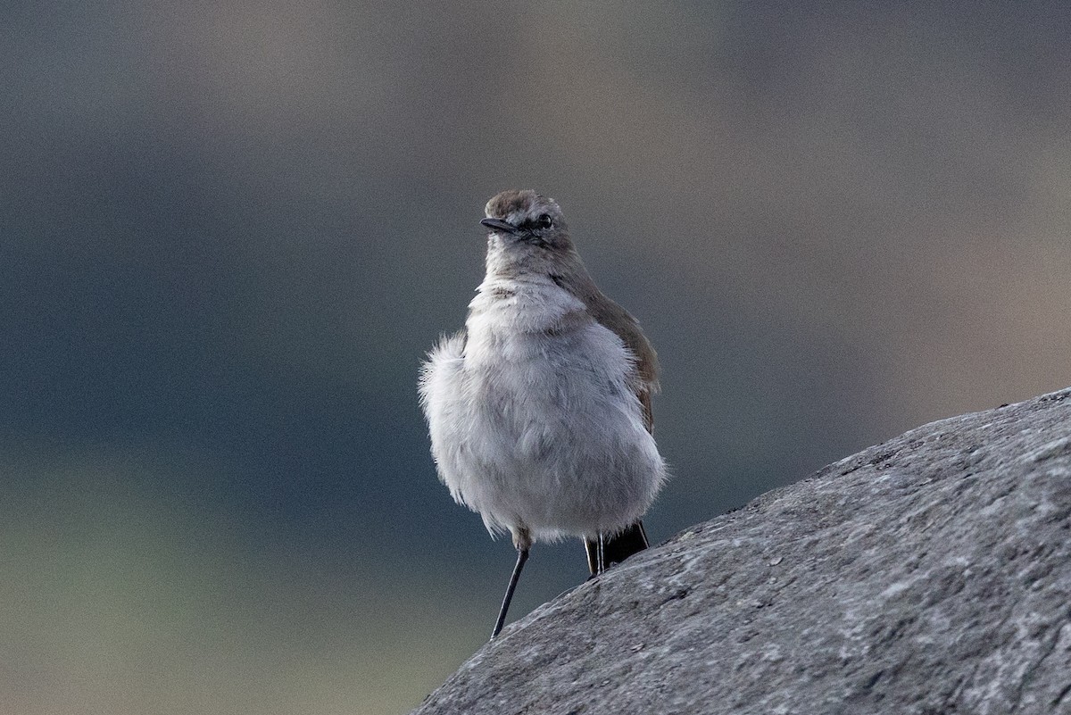 Plain-capped Ground-Tyrant - ML641265921